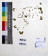  ( - DNAFR000604)  @11 [ ] Copyright (2014) Gujarat Biodiversity Gene Bank, GSBTM, DST, GoG Gujarat Biodiversity Gene Bank, GSBTM, DST, GoG