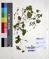  ( - DNAFR000613)  @11 [ ] Copyright (2014) Gujarat Biodiversity Gene Bank, GSBTM, DST, GoG Gujarat Biodiversity Gene Bank, GSBTM, DST, GoG