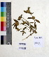  ( - DNAFR000614)  @11 [ ] Copyright (2014) Gujarat Biodiversity Gene Bank, GSBTM, DST, GoG Gujarat Biodiversity Gene Bank, GSBTM, DST, GoG