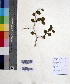  ( - DNAFR000615)  @11 [ ] Copyright (2014) Gujarat Biodiversity Gene Bank, GSBTM, DST, GoG Gujarat Biodiversity Gene Bank, GSBTM, DST, GoG