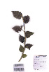  ( - DNAFR000739)  @11 [ ] Copyright (2015) Gujarat Biodiversity Gene Bank, GSBTM, DST, GoG Gujarat Biodiversity Gene Bank, GSBTM, DST, GoG