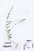  ( - DNAFR000999)  @11 [ ] Copyright (2015) Gujarat Biodiversity Gene Bank, GSBTM, DST, GoG Gujarat Biodiversity Gene Bank, GSBTM, DST, GoG