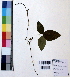  (Mucuna acuminata - DNAFR000807)  @11 [ ] Copyright (2015) Gujarat Biodiversity Gene Bank Gujarat Biodiversity Gene Bank, GSBTM, DST, GoG, India