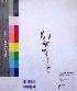  ( - DNAFR001025)  @11 [ ] Copyright (2015) Gujarat Biodiversity Gene Bank, GSBTM, DST, GoG Gujarat Biodiversity Gene Bank, GSBTM, DST, GoG