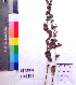  ( - DNAFR001011)  @11 [ ] Copyright (2015) Gujarat Biodiversity Gene Bank, GSBTM, DST, GoG Gujarat Biodiversity Gene Bank, GSBTM, DST, GoG