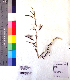  ( - DNAFR001013)  @11 [ ] Copyright (2015) Gujarat Biodiversity Gene Bank, GSBTM, DST, GoG Gujarat Biodiversity Gene Bank, GSBTM, DST, GoG