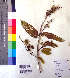 ( - DNAFR001015)  @11 [ ] Copyright (2015) Gujarat Biodiversity Gene Bank, GSBTM, DST, GoG Gujarat Biodiversity Gene Bank, GSBTM, DST, GoG