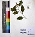  ( - DNAFR000963)  @11 [ ] Copyright (2015) Gujarat Biodiversity Gene Bank Gujarat Biodiversity Gene Bank, GSBTM, DST, GoG, India