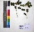  ( - DNAFR000963)  @11 [ ] Copyright (2015) Gujarat Biodiversity Gene Bank Gujarat Biodiversity Gene Bank, GSBTM, DST, GoG, India