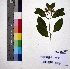  ( - DNAFR000963)  @11 [ ] Copyright (2015) Gujarat Biodiversity Gene Bank Gujarat Biodiversity Gene Bank, GSBTM, DST, GoG, India