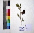  ( - DNAFR000967)  @11 [ ] Copyright (2015) Gujarat Biodiversity Gene Bank Gujarat Biodiversity Gene Bank, GSBTM, DST, GoG, India