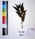  ( - DNAFR000970)  @11 [ ] Copyright (2015) Gujarat Biodiversity Gene Bank Gujarat Biodiversity Gene Bank, GSBTM, DST, GoG, India