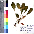  ( - DNAFR001079)  @11 [ ] Copyright (2015) Gujarat Biodiversity Gene Bank, GSBTM, DST, GoG Gujarat Biodiversity Gene Bank, GSBTM, DST, GoG