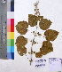  ( - DNAFR001177)  @11 [ ] Copyright (2015) Gujarat Biodiversity Gene Bank, GSBTM, DST, GoG Gujarat Biodiversity Gene Bank, GSBTM, DST, GoG