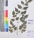  ( - DNAFR001178)  @11 [ ] Copyright (2015) Gujarat Biodiversity Gene Bank, GSBTM, DST, GoG Gujarat Biodiversity Gene Bank, GSBTM, DST, GoG