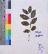  (Tabebuia - DNAFR001179)  @11 [ ] Copyright (2015) Gujarat Biodiversity Gene Bank, GSBTM, DST, GoG Gujarat Biodiversity Gene Bank, GSBTM, DST, GoG