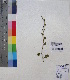  ( - DNAFR001181)  @11 [ ] Copyright (2015) Gujarat Biodiversity Gene Bank, GSBTM, DST, GoG Gujarat Biodiversity Gene Bank, GSBTM, DST, GoG