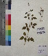  ( - DNAFR001193)  @11 [ ] Copyright (2015) Gujarat Biodiversity Gene Bank, GSBTM, DST, GoG Gujarat Biodiversity Gene Bank, GSBTM, DST, GoG