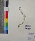  (Leucas nutans - DNAFR001194)  @11 [ ] Copyright (2015) Gujarat Biodiversity Gene Bank, GSBTM, DST, GoG Gujarat Biodiversity Gene Bank, GSBTM, DST, GoG
