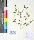  ( - DNAFR001063)  @11 [ ] Copyright (2015) Gujarat Biodiversity Gene Bank, GSBTM, DST, GoG Gujarat Biodiversity Gene Bank, GSBTM, DST, GoG