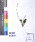  ( - DNAFR001068)  @11 [ ] Copyright (2015) Gujarat Biodiversity Gene Bank, GSBTM, DST, GoG Gujarat Biodiversity Gene Bank, GSBTM, DST, GoG