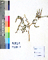  ( - DNAFR001070)  @11 [ ] Copyright (2015) Gujarat Biodiversity Gene Bank, GSBTM, DST, GoG Gujarat Biodiversity Gene Bank, GSBTM, DST, GoG