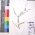  ( - DNAFR001218)  @11 [ ] Copyright (2015) Gujarat Biodiversity Gene Bank, GSBTM, DST, GoG Gujarat Biodiversity Gene Bank, GSBTM, DST, GoG