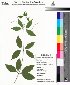  (Bignonia magnifica - DNAFR000041)  @11 [ ] Copyright (2011) Gujarat Biodiversity Gene Bank Gujarat Biodiversity Gene Bank
