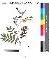  (Cassia levigata - DNAFR000072)  @11 [ ] Copyright (2012) Unspecified Gujarat State Biotechnology Mission