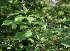  (Clerodendrum serratum - DNAFR000055)  @11 [ ] Copyright (2011) Gujarat Biodiversity Gene Bank Gujarat Biodiversity Gene Bank