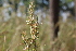  (Cymbopogon schoenanthus - DNAFR001401)  @11 [ ] Copyright (2016) Gujarat Biodiversity Gene Bank, GSBTM, DST, GoG Gujarat Biodiversity Gene Bank, GSBTM, DST, GoG