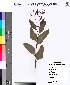  (Eucalyptus sp - DNAFR000123)  @11 [ ] Copyright (2013) Gujarat Biodiversity Gene Bank, GSBTM, GoG, India. Gujarat Biodiversity Gene Bank, GSBTM, GoG, India.