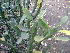 (Euphorbia neriifolia - DNAFR000146)  @11 [ ] Copyright (2013) Gujarat Biodiversity Gene Bank, GSBTM, GoG, India. Gujarat Biodiversity Gene Bank, GSBTM, GoG, India.