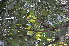  ( - DNAFR000155)  @11 [ ] Copyright (2013) Gujarat Biodiversity Gene Bank, GSBTM, GoG, India. Gujarat Biodiversity Gene Bank, GSBTM, GoG, India.