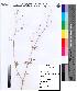  (Delonix elata - DNAFR000078)  @11 [ ] Copyright (2012) Unspecified Gujarat State Biotechnology Mission