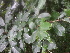  ( - DNAFR000844)  @11 [ ] Copyright (2014) Gujarat Biodiversity Gene Bank, GSBTM, DST, GoG Gujarat Biodiversity Gene Bank, GSBTM, DST, GoG