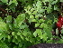  (Adiantum soboliferum - DNAFR000845)  @11 [ ] Copyright (2014) Gujarat Biodiversity Gene Bank, GSBTM, DST, GoG Gujarat Biodiversity Gene Bank, GSBTM, DST, GoG