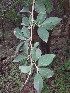  ( - DNAFR000847)  @11 [ ] Copyright (2014) Gujarat Biodiversity Gene Bank, GSBTM, DST, GoG Gujarat Biodiversity Gene Bank, GSBTM, DST, GoG