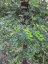  ( - DNAFR000849)  @11 [ ] Copyright (2014) Gujarat Biodiversity Gene Bank, GSBTM, DST, GoG Gujarat Biodiversity Gene Bank, GSBTM, DST, GoG
