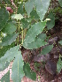  (Schrebera - DNAFR000919)  @11 [ ] Copyright (2014) Gujarat Biodiversity Gene Bank, GSBTM, DST, GoG Gujarat Biodiversity Gene Bank, GSBTM, DST, GoG