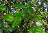  ( - DNAFR000807)  @11 [ ] Copyright (2014) Gujarat Biodiversity Gene Bank, GSBTM, DST, GoG Gujarat Biodiversity Gene Bank, GSBTM, DST, GoG