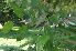  ( - DNAFR000812)  @11 [ ] Copyright (2014) Gujarat Biodiversity Gene Bank, GSBTM, DST, GoG Gujarat Biodiversity Gene Bank, GSBTM, DST, GoG