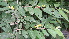  ( - DNAFR000814)  @11 [ ] Copyright (2014) Gujarat Biodiversity Gene Bank, GSBTM, DST, GoG Gujarat Biodiversity Gene Bank, GSBTM, DST, GoG