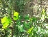  ( - DNAFR000827)  @11 [ ] Copyright (2014) Gujarat Biodiversity Gene Bank, GSBTM, DST, GoG Gujarat Biodiversity Gene Bank, GSBTM, DST, GoG