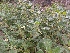  ( - DNAFR000831)  @11 [ ] Copyright (2014) Gujarat Biodiversity Gene Bank, GSBTM, DST, GoG Gujarat Biodiversity Gene Bank, GSBTM, DST, GoG