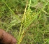 ( - DNAFR000775)  @11 [ ] Copyright (2014) Gujarat Biodiversity Gene Bank, GSBTM, DST, GoG Gujarat Biodiversity Gene Bank, GSBTM, DST, GoG