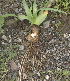  ( - DNAFR000790)  @11 [ ] Copyright (2014) Gujarat Biodiversity Gene Bank, GSBTM, DST, GoG Gujarat Biodiversity Gene Bank, GSBTM, DST, GoG