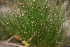  ( - DNAFR000792)  @11 [ ] Copyright (2014) Gujarat Biodiversity Gene Bank, GSBTM, DST, GoG Gujarat Biodiversity Gene Bank, GSBTM, DST, GoG