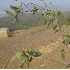  ( - DNAFR001005)  @11 [ ] Copyright (2015) Gujarat Biodiversity Gene Bank, GSBTM, DST, GoG Gujarat Biodiversity Gene Bank, GSBTM, DST, GoG