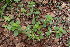  (Spermacoce articularis - DNAFR000930)  @11 [ ] Copyright (2014) Gujarat Biodiversity Gene Bank, GSBTM, DST, GoG Gujarat Biodiversity Gene Bank, GSBTM, DST, GoG